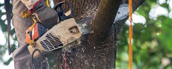 Best Emergency Tree Removal  in Factoryville, PA